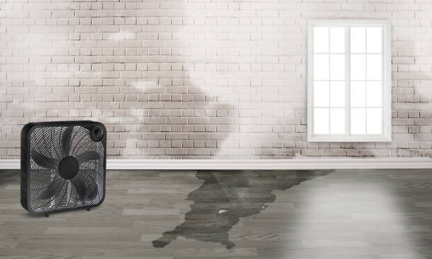 Best Professional water damage repair  in Pimmit Hills, VA
